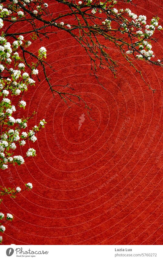 weiße Frühlingsblüten vor einer roten Hauswand Obstblüte Baum Garten Farbfoto Zweig Blühend Natur Blüte Pflanze schön Äste Zweige Frühlingserwachen urban