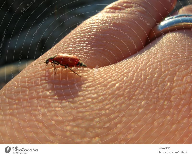Kleiner ganz groß Hand Tier Insekt krabbeln Muster Chitin Käfer Kreis Haut Falte Beine gepanzert laufen