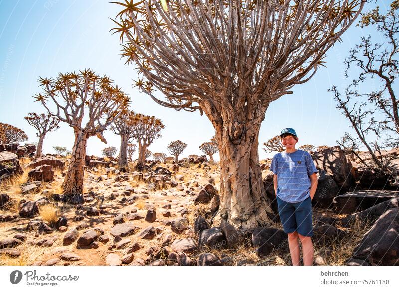 der baum, mein freund Fernweh Wärme Abenteuer Familie Kindheit Sohn Keetmanshoop Pflanze Ferne beeindruckend besonders Himmel Natur Ferien & Urlaub & Reisen