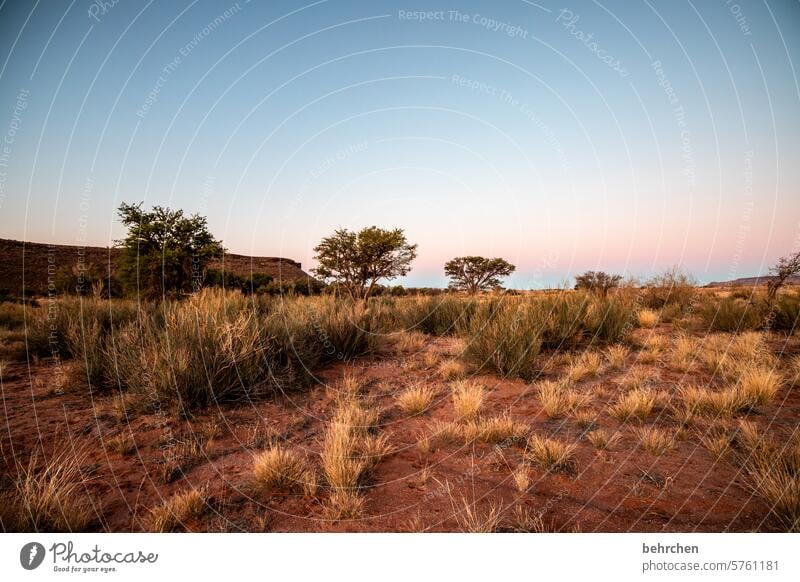 irgendwo in afrika Kalahari Gras Namibia Ferne Afrika Fernweh reisen Farbfoto Landschaft Einsamkeit Abenteuer Natur Ferien & Urlaub & Reisen traumhaft besonders