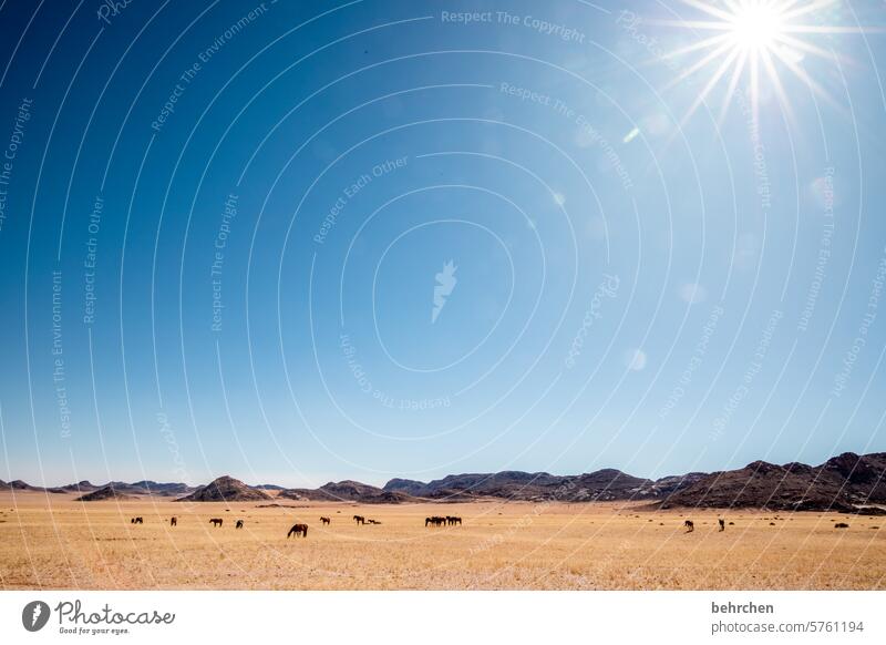 sonnentag Blauer Himmel blau Sand frei wild Pferd Wildpferde Wüste Afrika Namibia Abenteuer Einsamkeit Farbfoto Fernweh Ferne Außenaufnahme Landschaft