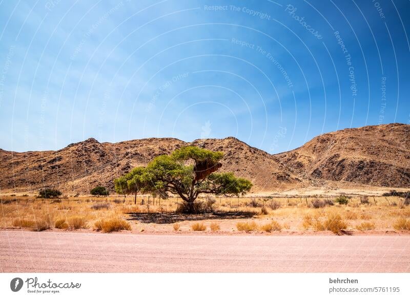 weggeschichten Einsam endlos Wege & Pfade Straße beeindruckend besonders Himmel Ferien & Urlaub & Reisen Landschaft außergewöhnlich Afrika weite Fernweh Natur