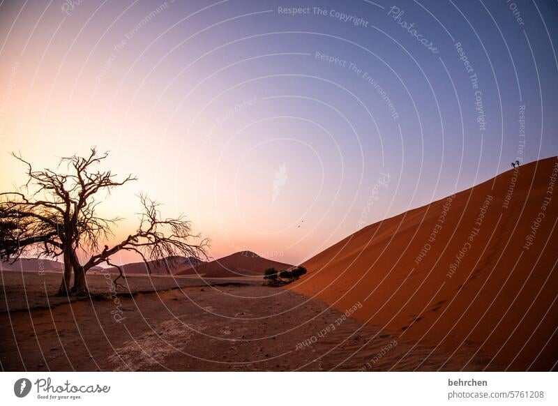 zwei ganz klein Sehnsucht dune 45 Schatten reisen Sand Wüste Licht Abenteuer Fernweh Außenaufnahme traumhaft Einsamkeit Farbfoto Afrika Sossusvlei Landschaft