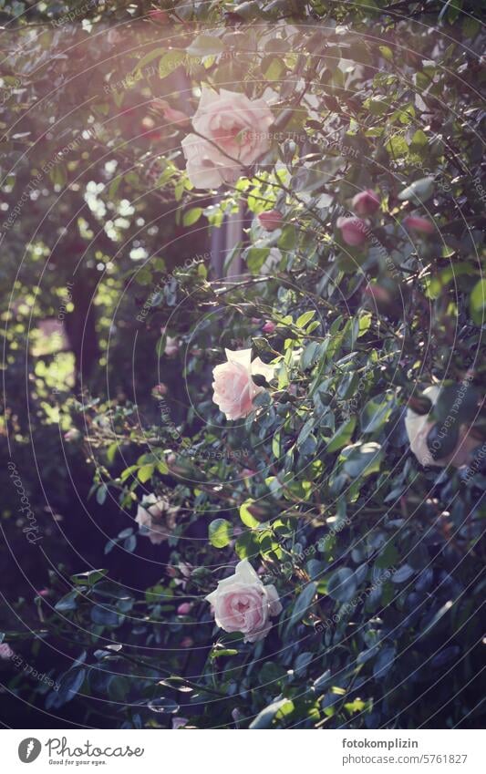 hellrosa Rosenblüten am Strauch Rosenstrauch romantisch Garten Duft duftend