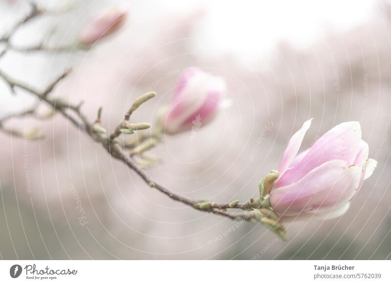 Magnolie - von der Knospe zur Blüte an einem Zweig Magnolienzweig duftend blühende Magnolie helle Farben Achtsamkeit Blühend Magnolienbaum aufblühen achtsam