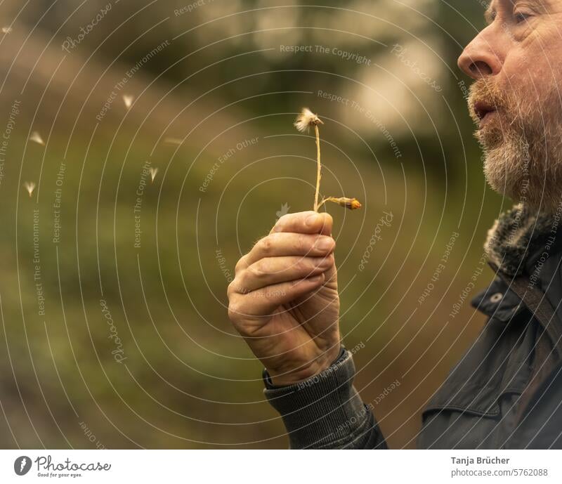 Pusteblume - gut gepustet, die Schirmchen fliegen... pusten Mann Mann mittleren Alters Wildpflanze Frühling pustend Mann pustet Mann holt Luft leicht vorsichtig