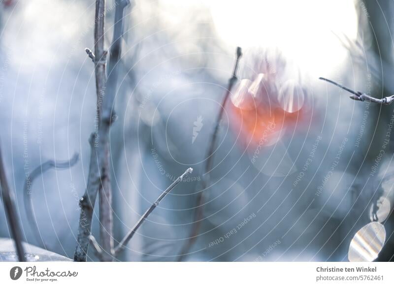 ein letztes Blatt am Zweig Winter Winterimpression Kälte Winterstimmung Ruhe frieren kalt eiskalt kalter Morgen kalte Temperatur kalte jahreszeit kühl glitzernd