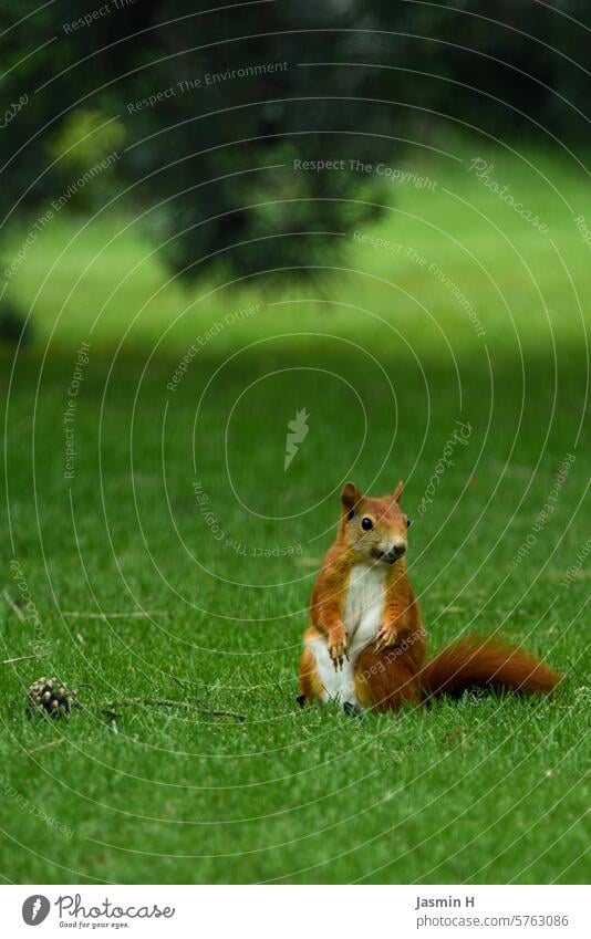 Eichhörnchen sitzt auf dem Rasen Tannenzapfen Natur Tier niedlich Fell Wildtier Außenaufnahme Farbfoto Menschenleer Tierliebe beobachten frech Garten neugierig
