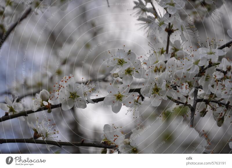 Frühling: eine Schlehenhecke voller Blüten. Schlehenblüte weiß weisse Blüten Blütezeit blühen aufblühen erblühen zarte Blüten Frühlingstag Natur Unschärfe
