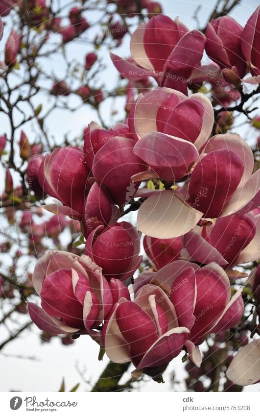 pinkfarbene Magnolienblüten | die Magnolie als Heilpflanze | mehr als nur schön. Magnoliengewächse Blüten Magnolienbaum Frühling Natur Baum Pflanze