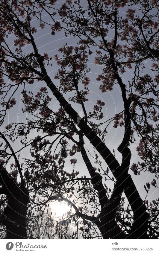 Magnolienbaum voller Blüten im Abendlicht. Magnoliengewächse Magnolienblüte Frühling Natur rosa Baum Pflanze Frühlingsgefühle zarttosa rosarot edel groß frisch