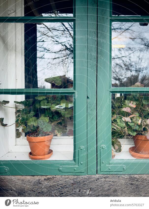 Grünes Fenster mit Geranien in Tontöpfen Sprossenfenster grün Topf Tontopf Pflanze Doppelverglassung Zwischenraum Blumentopf Spiegelung Doppelfenster