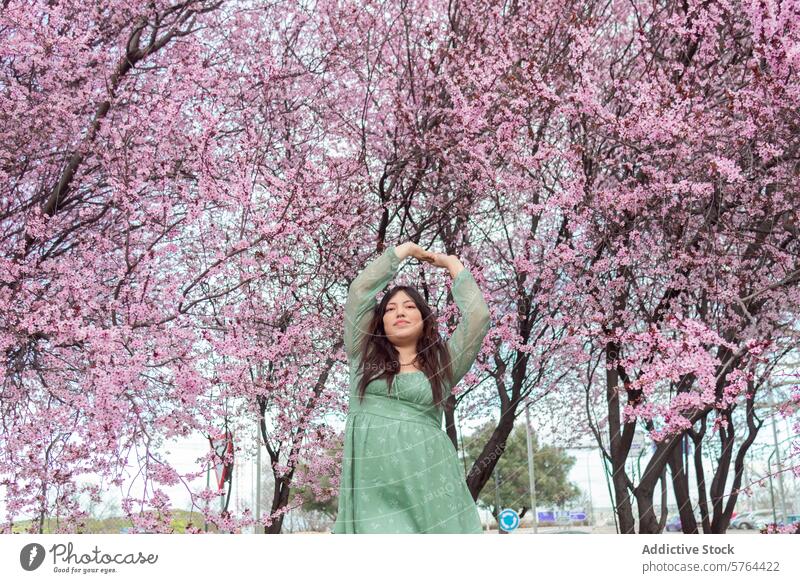 Hände hoch von Frau in blühenden Kirschblütenbäumen gestikulieren Überstrahlung Baum rosa grünes Kleid Frühling Natur im Freien Schönheit Blume Ast Liebe