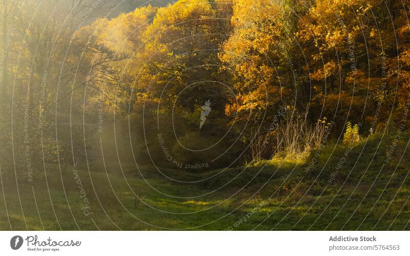 Bezaubernder Herbstwald mit Nebel und goldenem Sonnenaufgang Wald Licht bezaubernd Morgendämmerung üppig (Wuchs) Laubwerk Natur Landschaft Bäume Waldgebiet