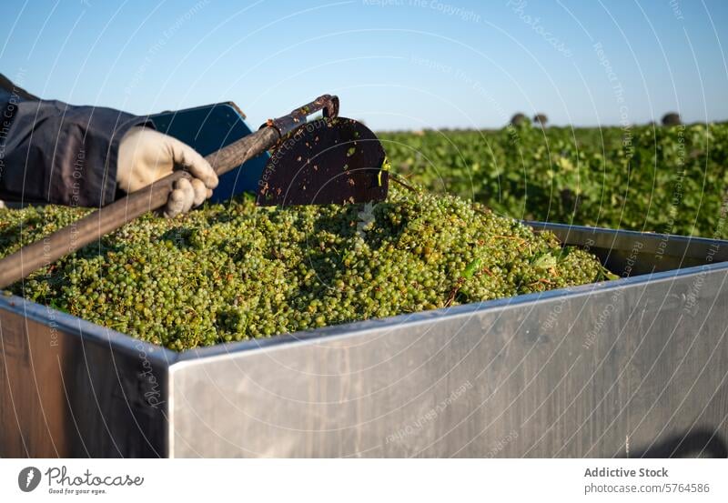 Erste Ernte von weißen Trauben in Villarrobledo, Spanien villarrobledo albacete weiße Trauben Maskat Wein Weinberg Ackerbau Landwirtschaft Arbeiter schaufeln