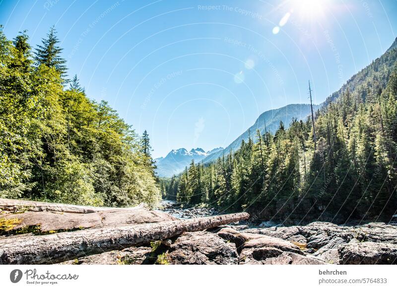 vancouver island Ferien & Urlaub & Reisen Vancouver Island Nordamerika Kanada Abenteuer Wasser British Columbia Bäume Wald Landschaft Natur Holz Treibholz Fluss