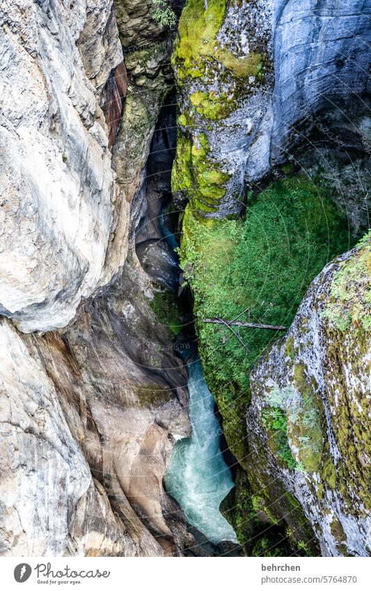 gefahrenquelle | absturzgefahr Fluss Felsen Fernweh besonders fantastisch Rocky Mountains Landschaft Bäume Wald Nordamerika Berge u. Gebirge Kanada