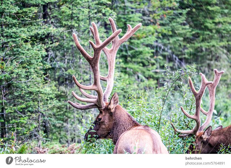 tiergeschichten grasen Fressen Tierliebe wild beeindruckend Geweih Hirsche wapiti Wapiti-Hirsche Wildtier Ferne Fernweh Menschenleer Alberta fantastisch