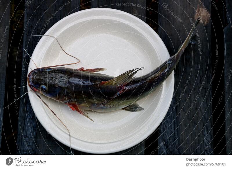 Frisch gefangener Wels auf einem Keramikteller auf einer alten Holzpromenade Fisch Barben Flossen nass Rückenflosse Fettflosse Schleim schleimig Lebensmittel