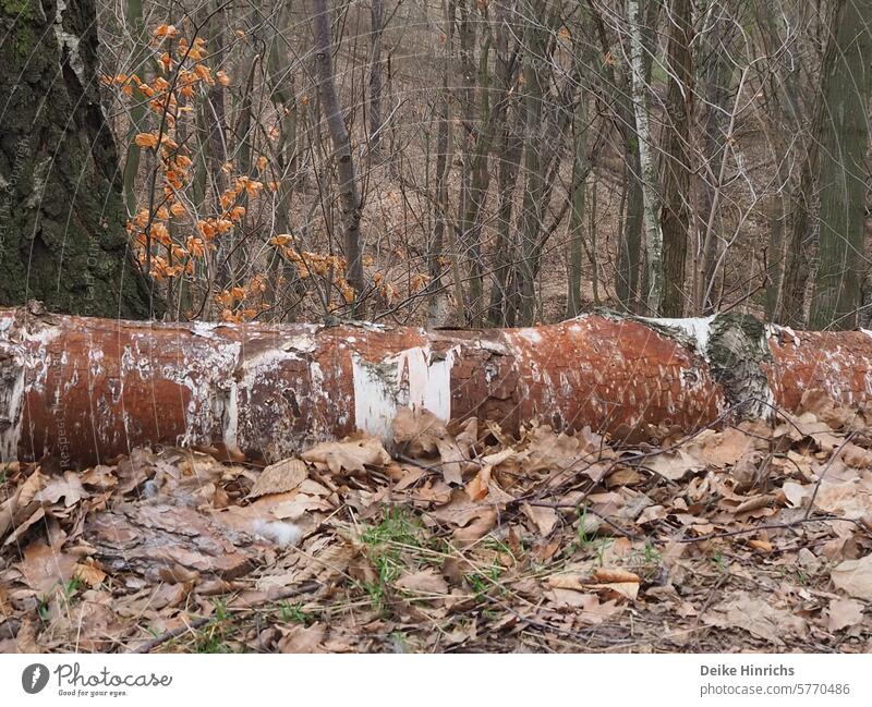 Auf den laubbedeckten Waldboden gefallener braun-weißer Baumstamm. Natur Naturbelassene Landschaft ökologisch Naturpark baum Lebensraum natürlich