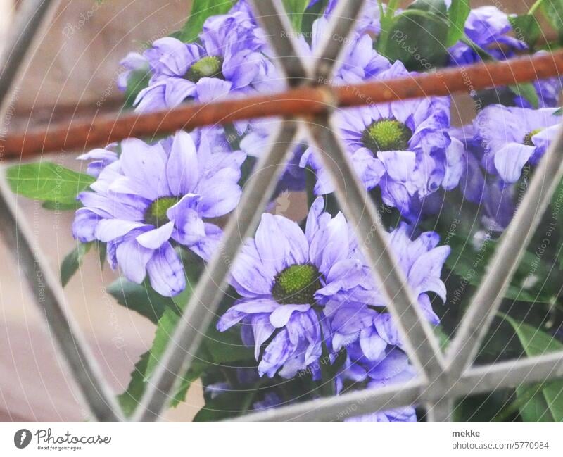 ausgefranst | welkende Blütenblätter hinter Glas Blume Frühling Sommer Garten violett lila Blumen Fenster Fensterscheibe Fensterbrett dahinter durchsichtig