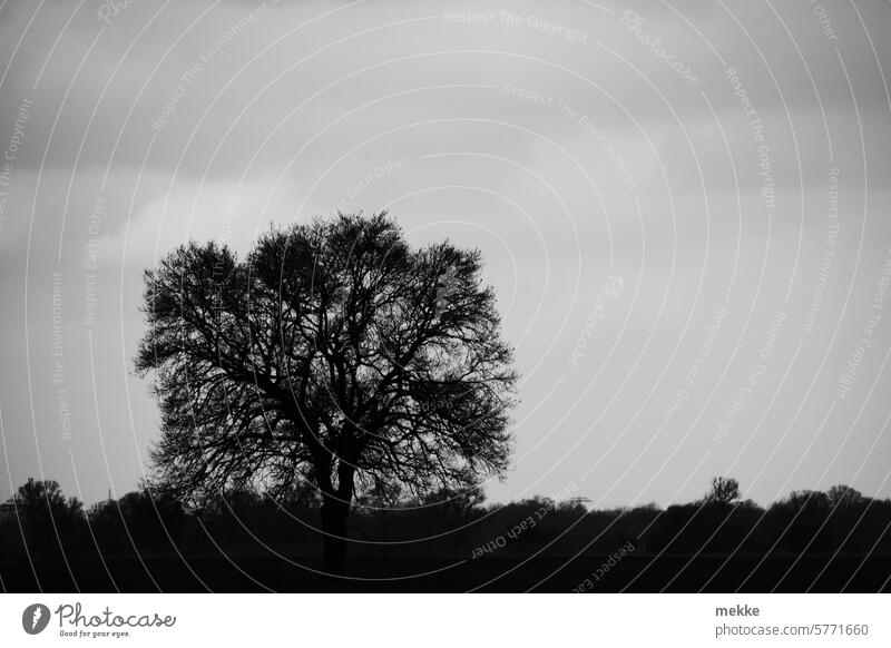 Ein Baumriese groß Silhouette Eiche Einzeln überragen Wolken dunkel Schatten Himmel Weite Winter Misteln Landschaft Natur Kontrast Umwelt kalt Licht Gegenlicht