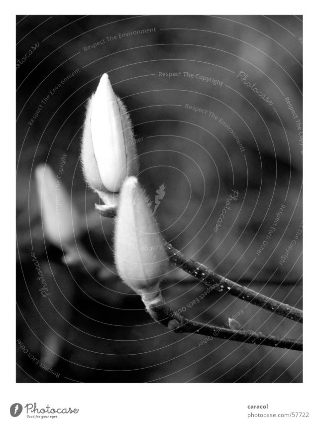 Magnolia Blume Magnoliengewächse schwarz weiß Frühling springen Blüte Unschärfe Pflanze Trauer Stimmung 3 Baum Botanik ruhig Anmut schön bezaubernd weich zart