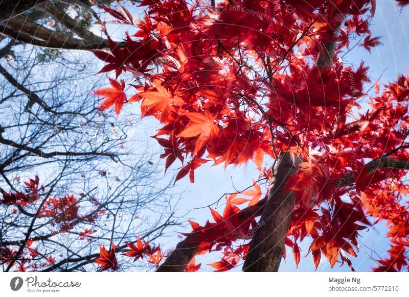 Herbstblätter in Japan #Herbst #Herbstblätter #Autoreisen #japan #Blätter