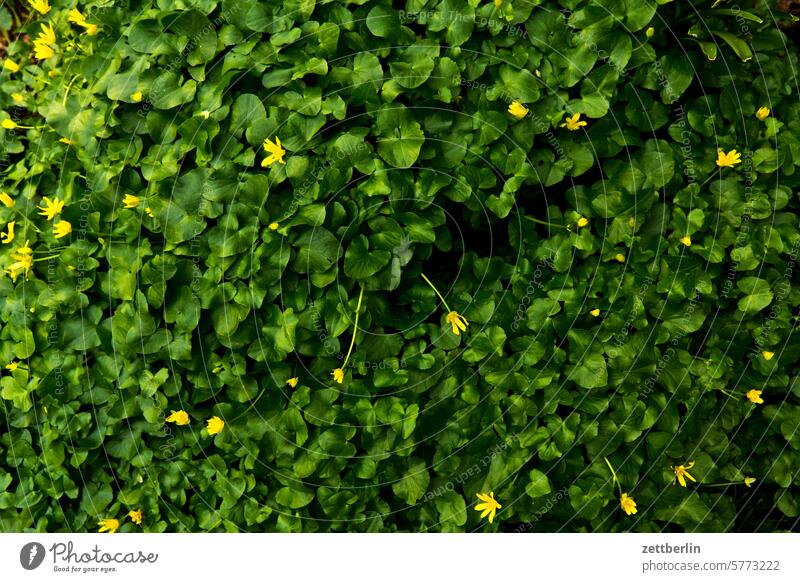 Lysimachia nummularia blühen blüte erholung erwachen ferien garten hecke kleingarten kleingartenkolonie menschenleer nachbarschaft natur pflanze ruhe saison