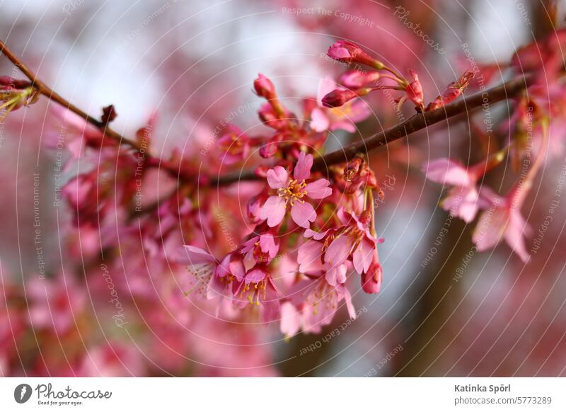 Blüte Higankirsche Kirsche Kirschblüten Kirschbaum Blühend Ast rosa Baum Zweig Frühlingsgefühle Pflanze Natur Garten schön natürlich Nahaufnahme