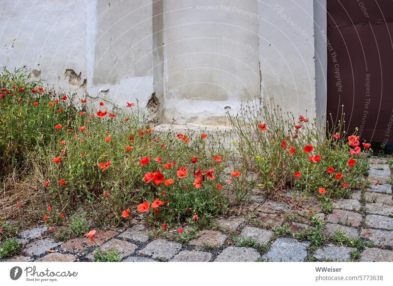 Mohnblumen wachsen wild an den alten Mauern eines historischen Gebäudes Gras Unkraut Wildwuchs Kopfsteinpflaster Pflastersteine Natur Gräser Fassade Verfall