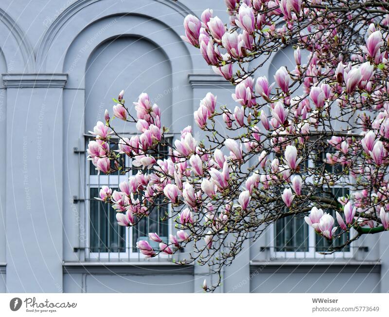 Eine üppig blühende Magnolie vor den vergitterten Fenstern eines historischen Gebäudes Magnolienbaum Baum Blüte Frühling März April klassizistisch Friedhof