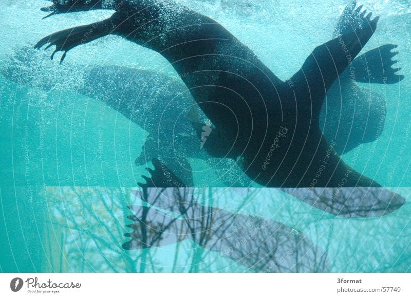 aquarium für hunde Seehund Reflexion & Spiegelung Glasscheibe apuarium blau Wasser Fensterscheibe