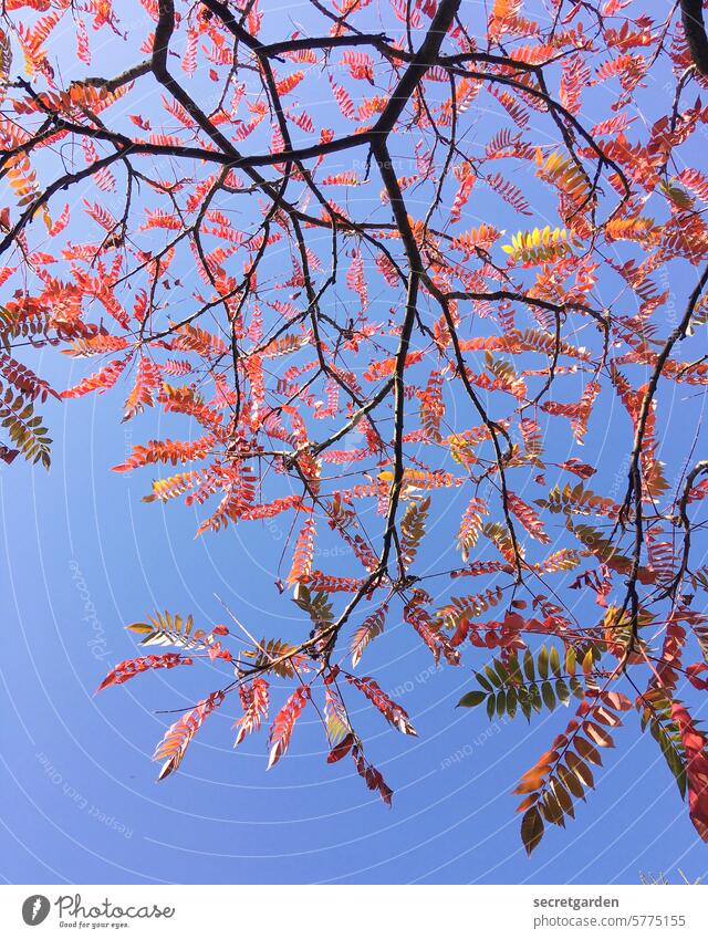 rostrot Zweige u. Äste Baum Essigbaum Himmel blau Herbst jahreszeit Natur Menschenleer Pflanze Blatt Außenaufnahme Farbfoto Wandel & Veränderung wolkenlos