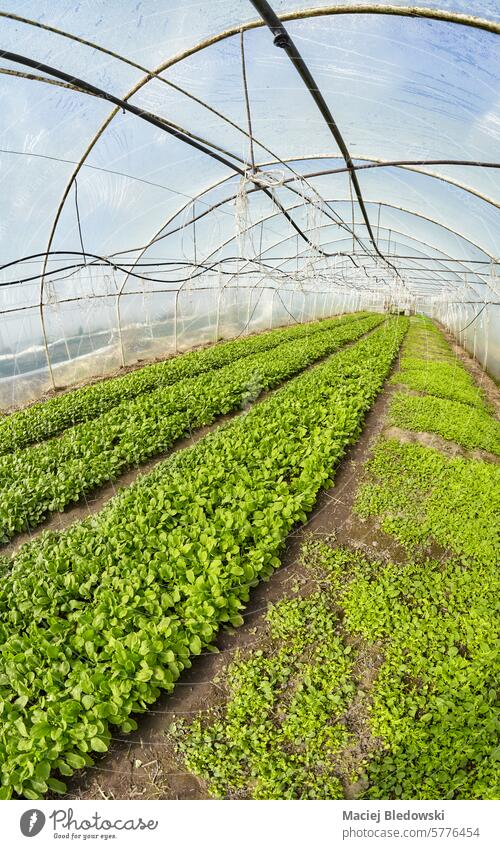 Weitwinkelansicht einer Bio-Gemüse-Gewächshausplantage, selektiver Fokus. Ackerbau organisch Keimling Pflanze Schonung natürlich Boden Bauernhof Wachstum