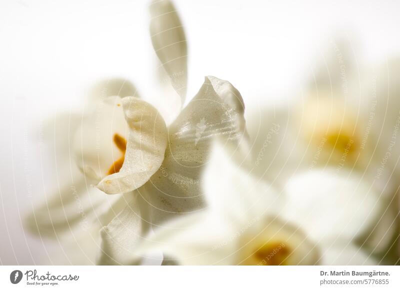 Weiße Narzissenhybride Gartenform weiß dufted giftig Frühling Frühblüher Zwiebelblume Zwiebelgewächs Geophyt Blüte Pflanze Blume Amaryllisgewächse