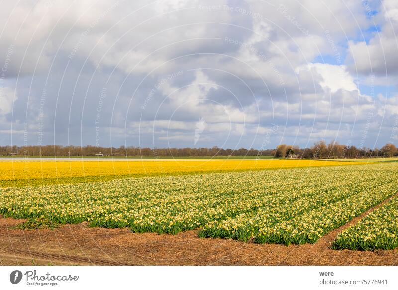 Leuchtend gelbe Felder mit blühenden Narzissen in der Nähe der niederländischen Stadt Alkmaar in den Niederlanden blüht hell holländisch Frühling Blütezeit