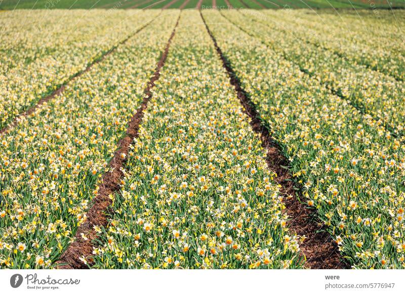 Leuchtend gelbe Felder mit blühenden Narzissen in der Nähe der niederländischen Stadt Alkmaar in den Niederlanden blüht hell holländisch Frühling Blütezeit
