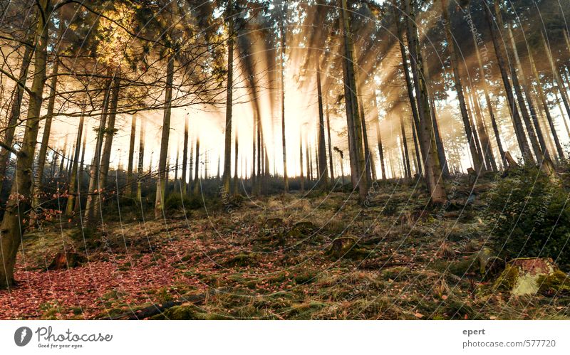 Good Morning Sauerland Natur Sonne Sonnenlicht Baum Sträucher Moos Wald schön Wärme Glück ruhig Neugier Hoffnung Beginn Vergänglichkeit Erkenntnis Beleuchtung