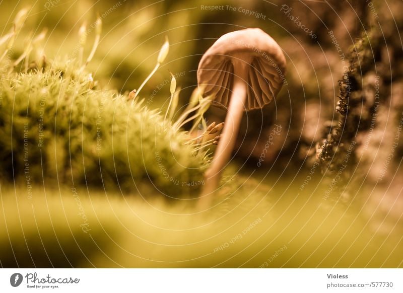 kleener Pflanze Moos klein Pilz Pilzhut Waldboden Makroaufnahme Herbstfärbung Sporen Schwache Tiefenschärfe