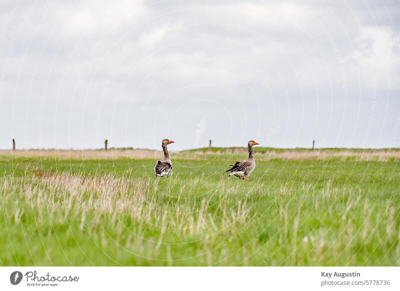 Graugänse Anser anser Echte Gänse Anserini Gänsevögel Anseriformes Entenvögel Anatidae Spiegelung Gefieder Brutgebiet Vogelschutzgebiet Weiher Wildlife