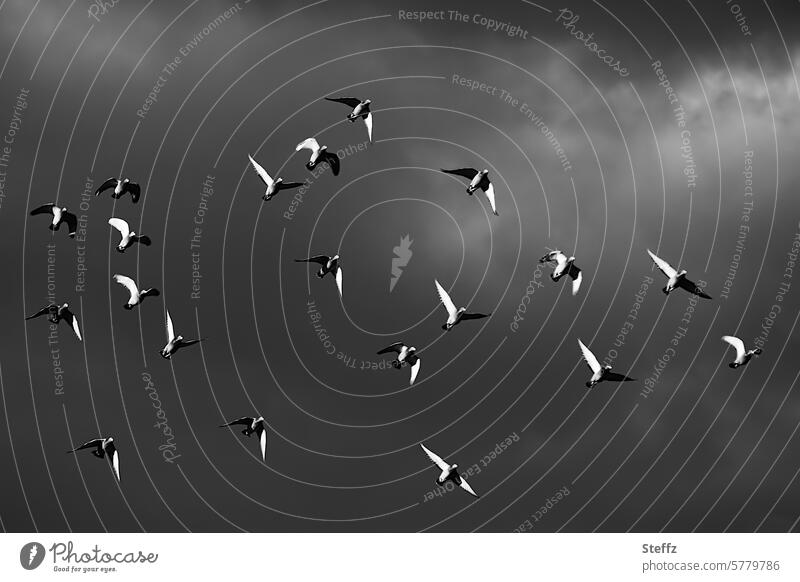 Tauben kreisen am dunklen Himmel Taubenflug Vögel Vogelschwarm Vogelflug Taubenvögel Flügel aufsteigen hoch fliegen Höhe Vögel fliegen Vogelbeobachtung Freiheit