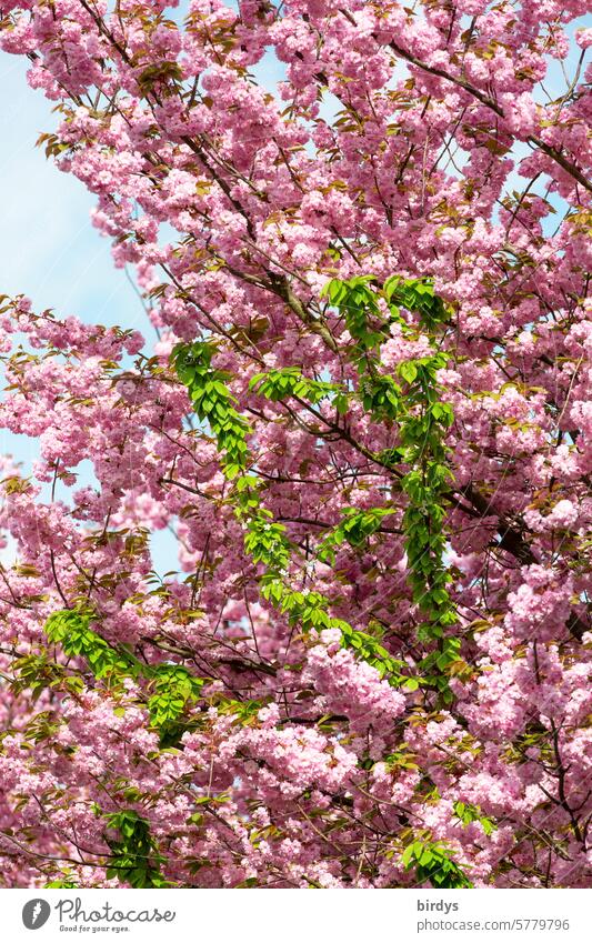 rosa blühende  Kirsche mit grünem Blattwerk japanische Kirsche Kirschblüten Blühend rosa Kirschblüten Frühling Farbkontrast schön Naturschönheit Blütenmeer Baum