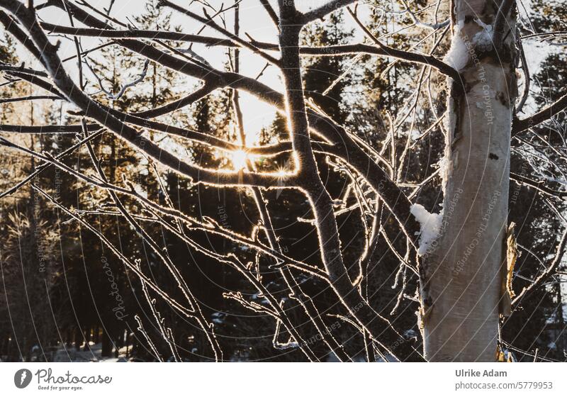 Lappland | Viele Eissterne im Sonnenlicht Ast Frost Reflexion funkeln funkelndes Glitzern Sonnenstrahlen Schweden Europa Schnee Winter Urlaub Natur