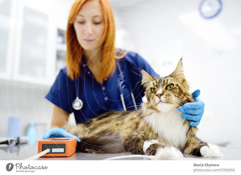 Tierarzt misst den Blutdruck eines Katers. Tierarzt bei der Untersuchung einer Maine Coon Katze in einer Tierklinik. Gesundheit von Haustieren. Tests und Impfungen in der Tierarztpraxis.