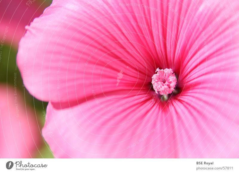 Rosa Blüte Frühling rosa Hawaii Pflanze Stempel Natur