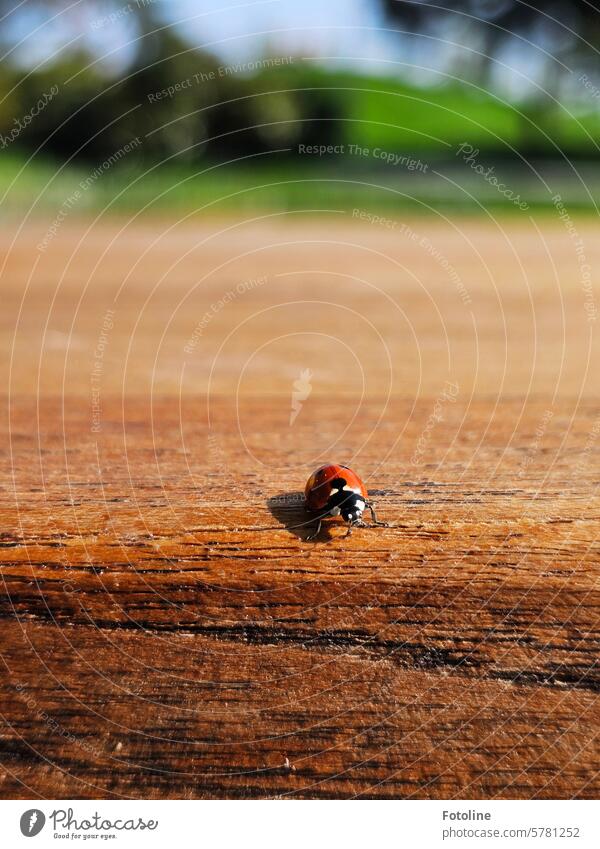 Ein Marienkäfer krabbelt auf einer Holzbank entlang, direkt auf mich zu. Na wenn das kein Glück bringt... Käfer rot grün Tier Nahaufnahme krabbeln klein