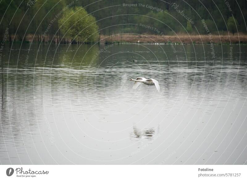 Mit kräftigen Flügelschlägen gleitet der stolze Schwan elegant über den See am Ilkerbruch. Wasser Vogel Tier weiß schön Hals Feder ästhetisch Teich Schwanensee