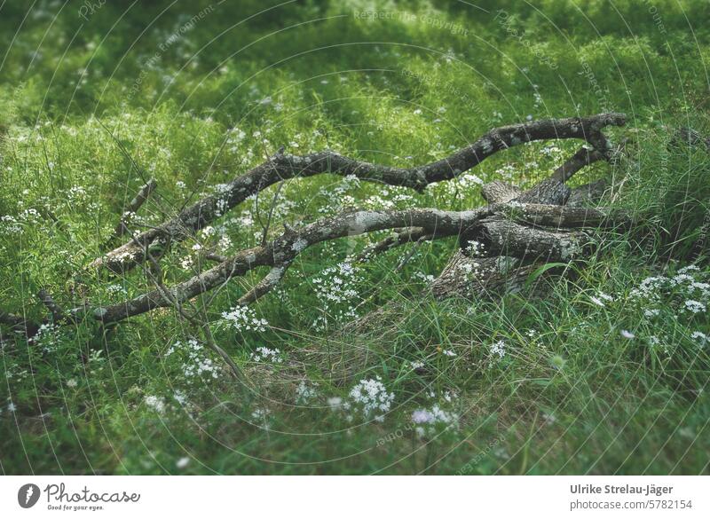 Frühling | Ast im Wald umrahmt von weissen Blüten auf einer Wiese heruntergefallen verwittert Licht Licht und Schatten grün weiß Natur natürliches Licht