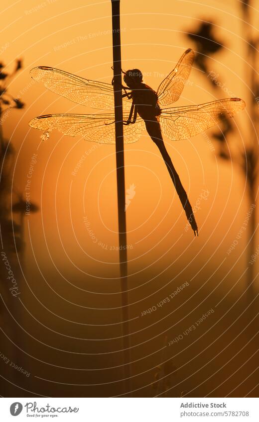 Libelle Silhouette gegen einen Sonnenuntergang Hintergrund Natur Insekt Ruhe Sommer Abend goldene Stunde Tierwelt filigran Hintergrundbeleuchtung Wärme